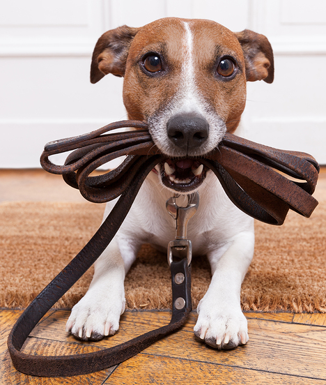 Are You and Your Pets Prepared?