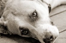 H3N2 Canine Influenza Virus
