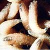 New World Screwworm (NWS) Surveillance Continues