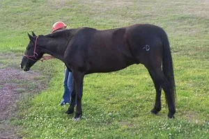 Technical large animal emergency rescue course at UF-CVM (Part 2)