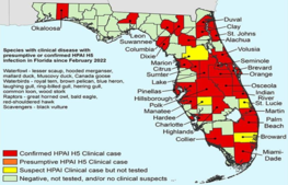 Highly Pathogenic Avian Influenza Found in Wild Birds in Florida