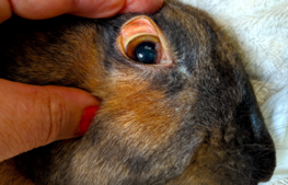  Rabbit Hemorrhagic Disease Update