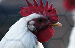 Avian Influenza Update 