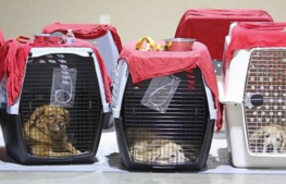 Register for Pet-Friendly Sheltering Online Training