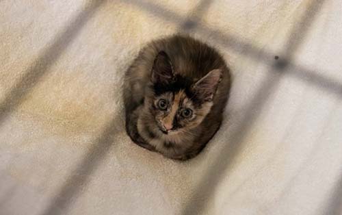 Register for Pet-Friendly Sheltering Online Training