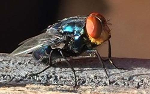 What’s the Buzz with New World Screwworm?
