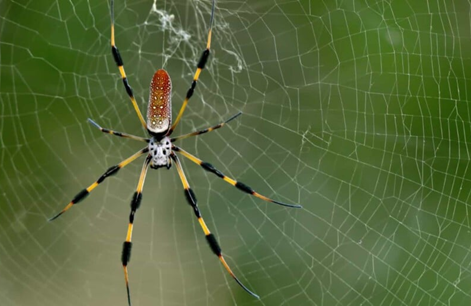 Spider Season is here!