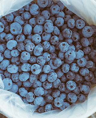 Florida Blueberries