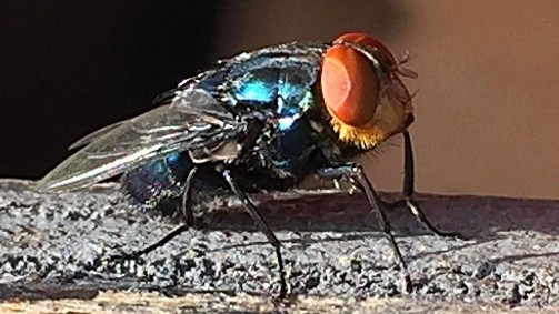 Florida Commissioner of Agriculture Issues Emergency Rule to Further Protect Florida from Threat of New World Screwworm