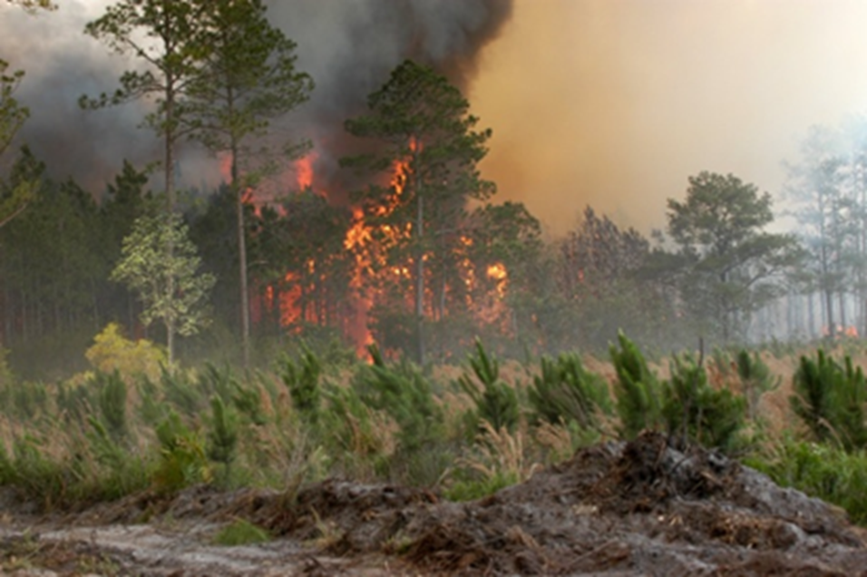 Florida’s Ongoing Drought Heightens Wildfire Concerns