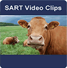 SART Video Clips