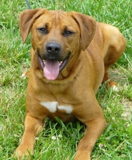 Looking for Animal-Related Sheltering Information?